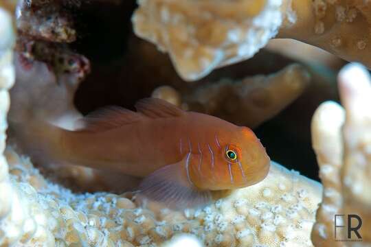 Image of Five-bar coral goby