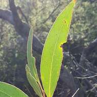 Image of Port Jackson mallee