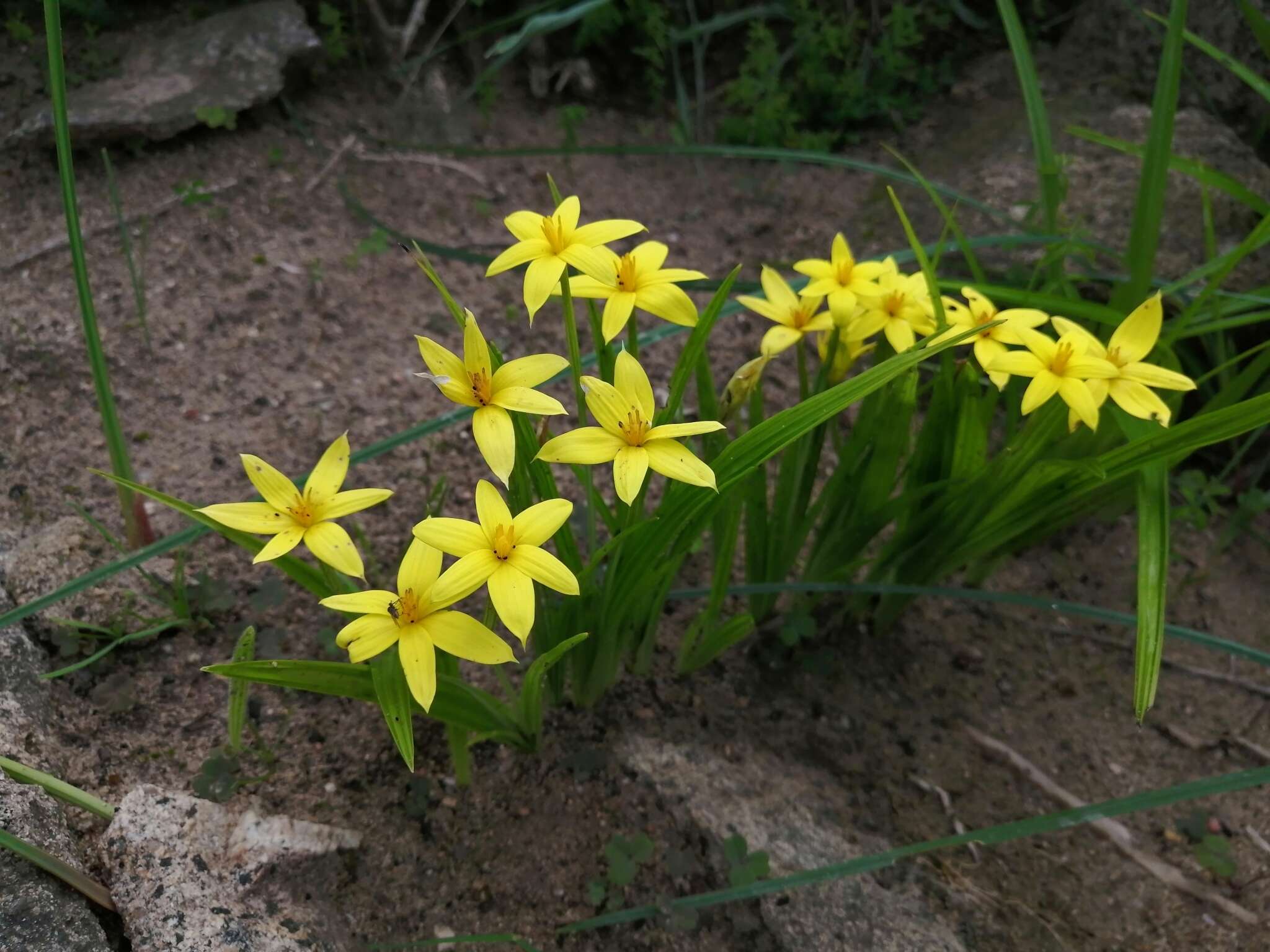 Image of Empodium veratrifolium (Willd.) M. F. Thomps.