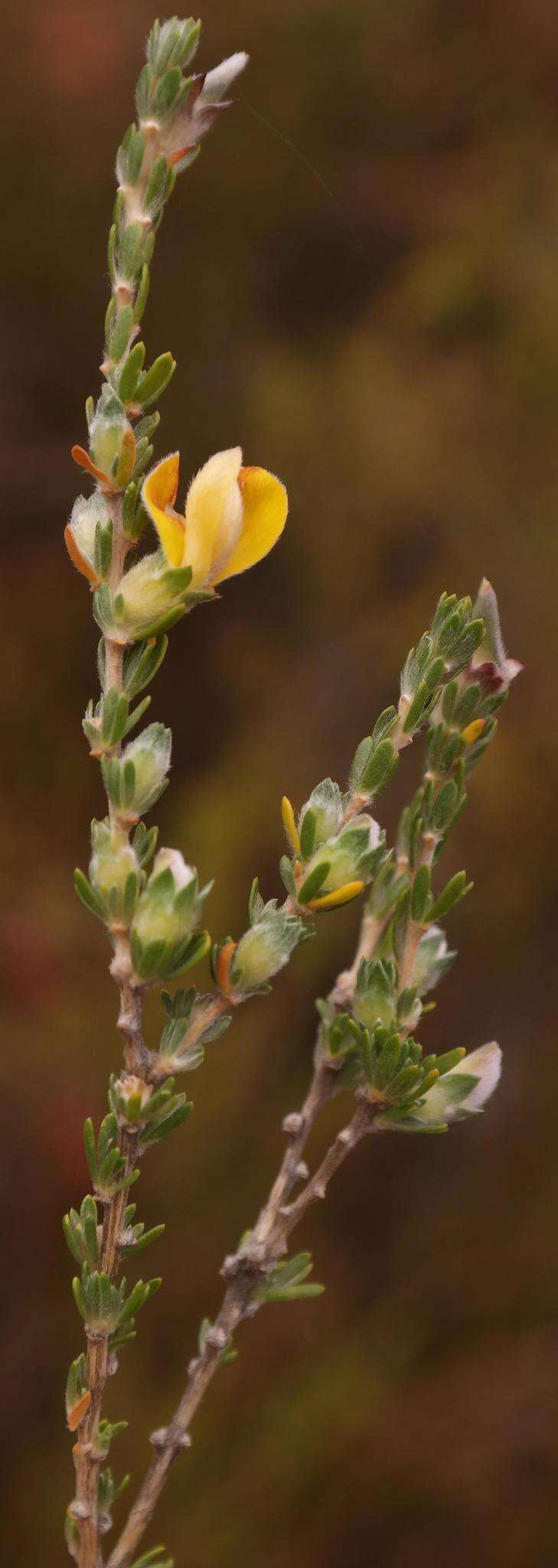 Imagem de Aspalathus oblongifolia R. Dahlgren