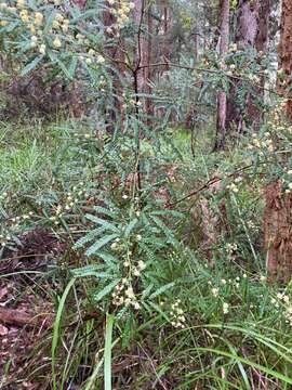 Image de Acacia pentadenia Lindl.