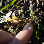 Image of Oxalis versicolor L.