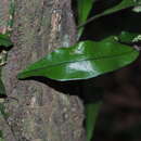 Image of Lepidomicrosorium ningpoense
