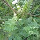 Image of Canby's Wild Lovage