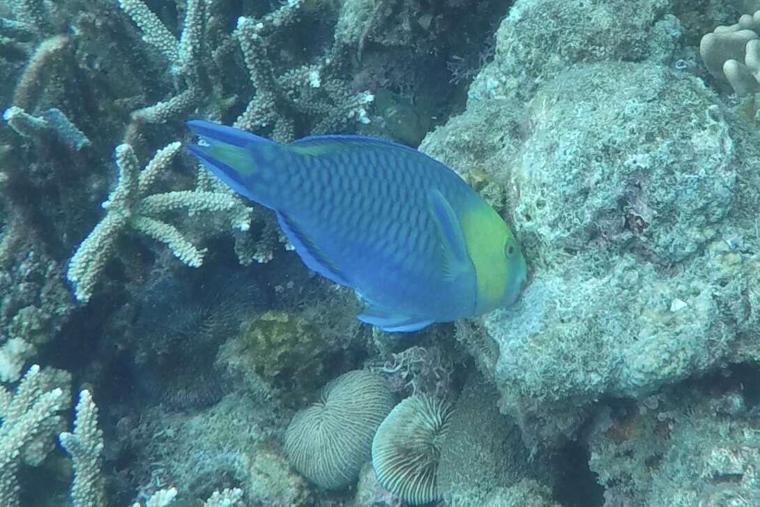 Image of Greensnout parrotfish