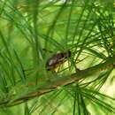 Image of Jumping Bush Cricket