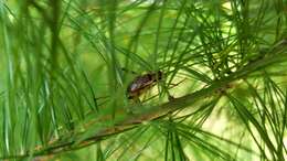 Image of Jumping Bush Cricket