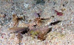 Image of Tangaroan shrimp-goby