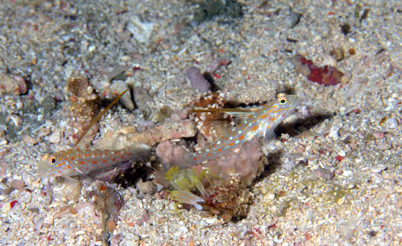 Imagem de Ctenogobiops tangaroai Lubbock & Polunin 1977