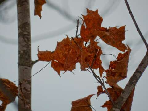 Image of sugar maple