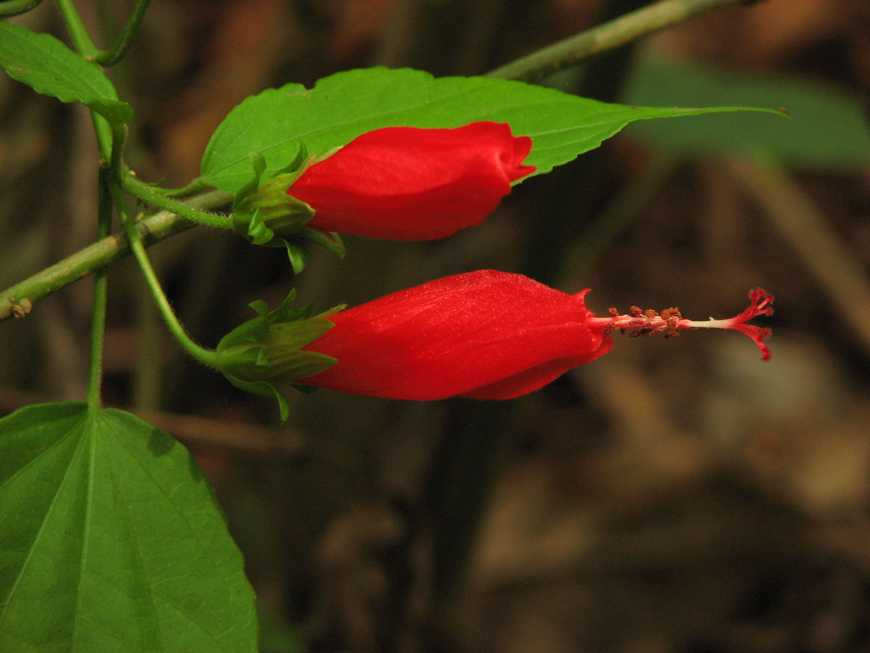 Image de Malvaviscus arboreus Cav.