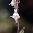 Plancia ëd Antirrhinum kingii S. Watson