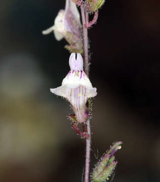 Sivun Antirrhinum kingii S. Watson kuva