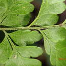 Image of Polystichopsis lurida (Jenm. ex Underw. & Maxon) Morton