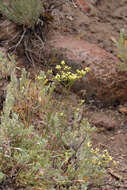 Imagem de Eriogonum microtheca var. ambiguum (M. E. Jones) Reveal