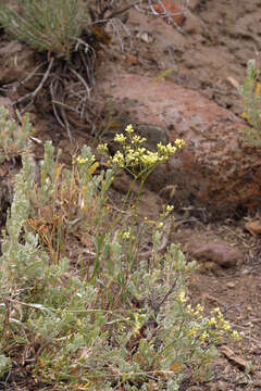 Image of Eriogonum microtheca Nutt.