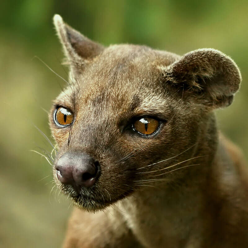 Image of fossa