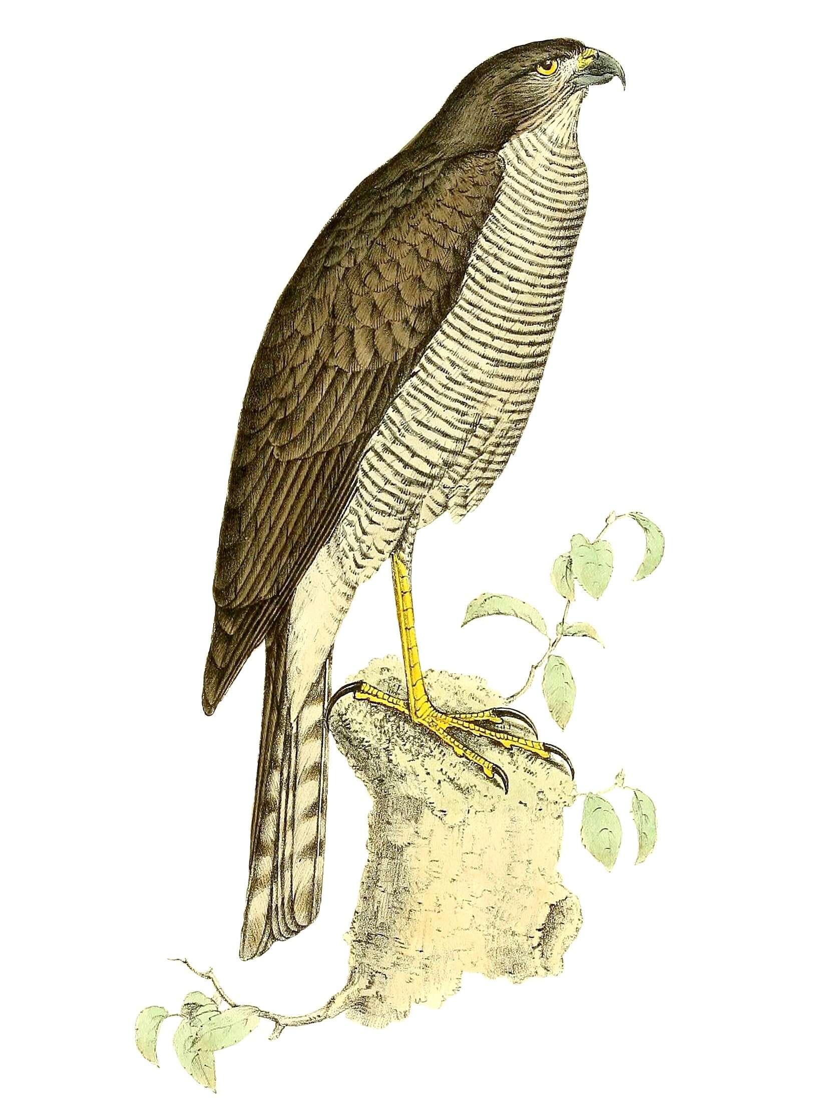 Imagem de Accipiter madagascariensis Verreaux & J 1833