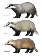 Image of badger