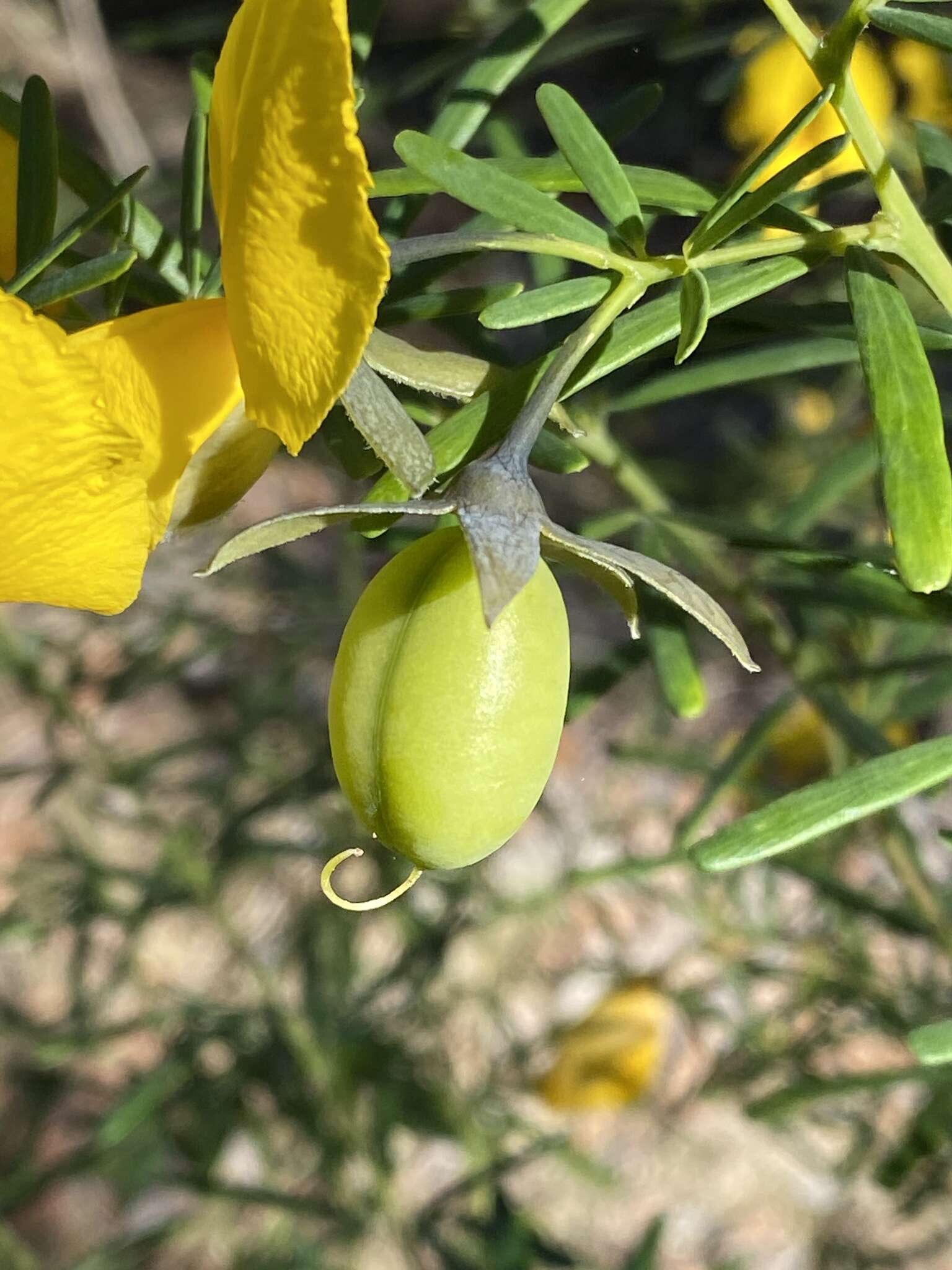 Plancia ëd Gompholobium latifolium Sm.