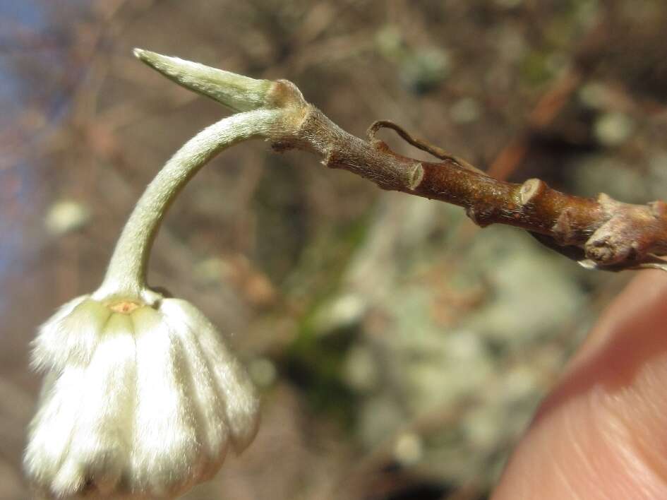 Plancia ëd Edgeworthia chrysantha Lindl.