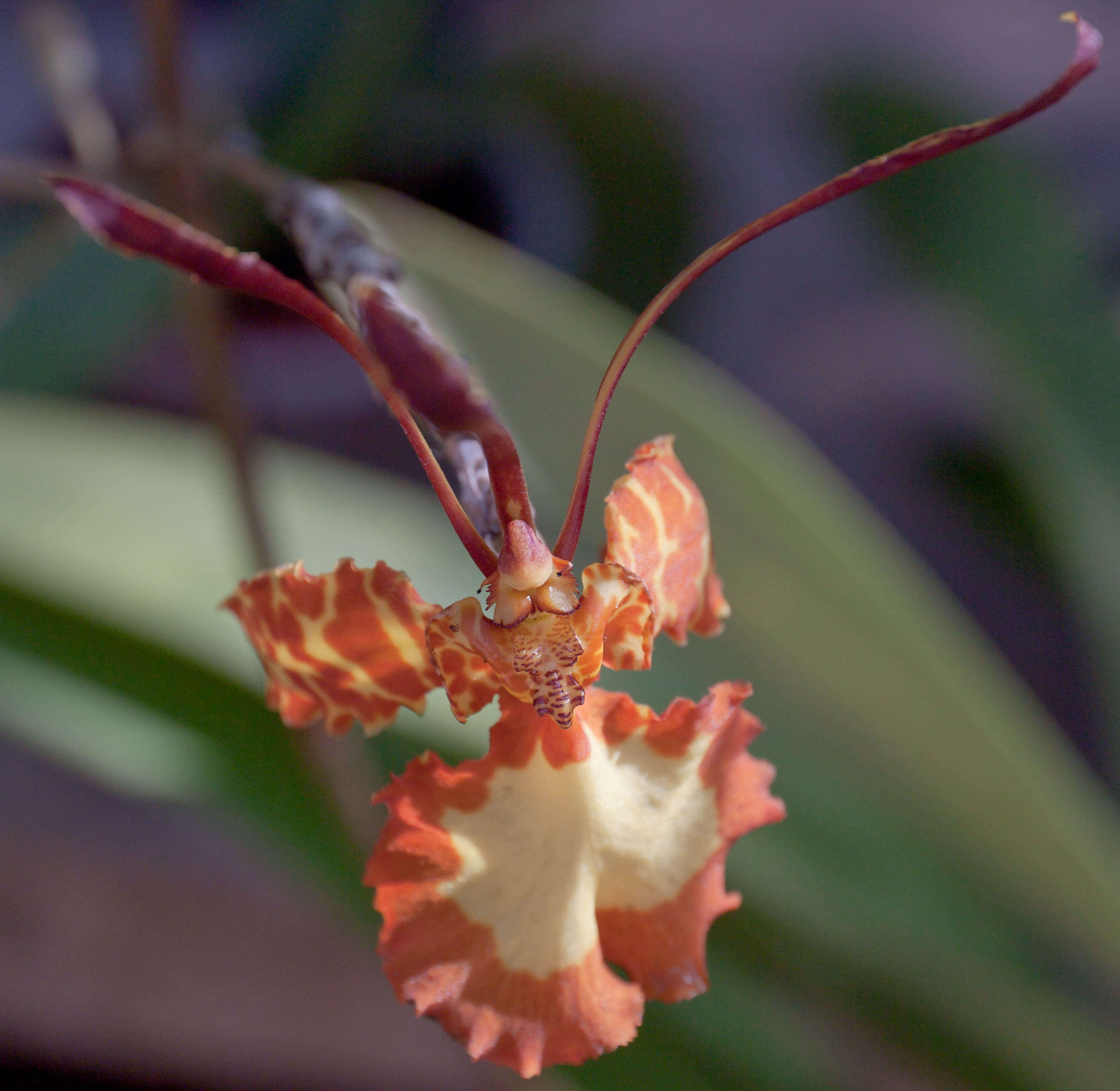 Image of Butterfly orchids