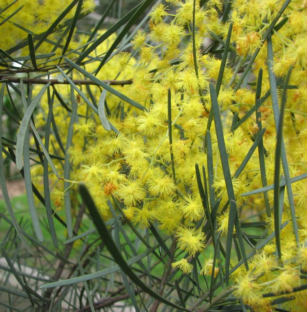 Image of bower wattle