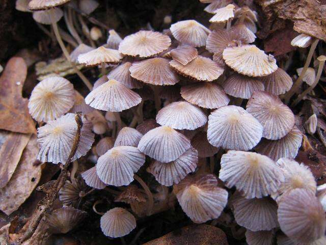 Image of Trooping Inkcaps