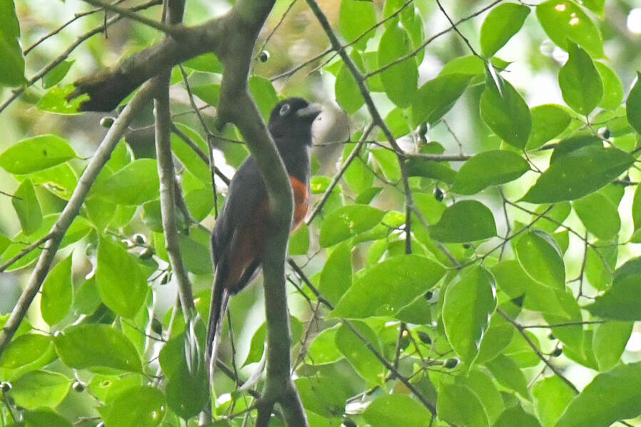 Image of Baird's Trogon