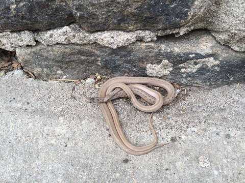 Image of brown-bellied snakes