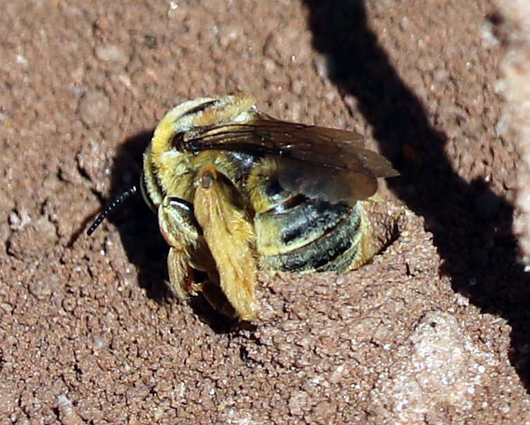 Image of Sunflower Chimney Bee