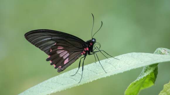 Image of Parides neophilus (Geyer 1837)