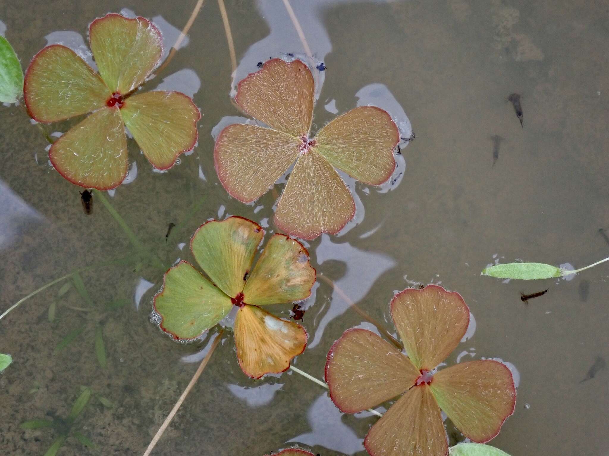 Imagem de Marsilea drummondii A. Br.