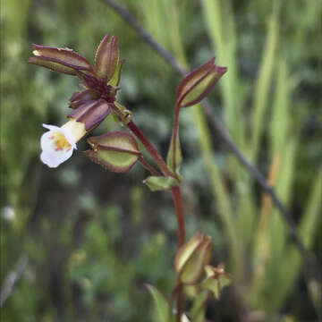 Erythranthe latidens (A. Gray) G. L. Nesom resmi