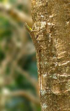 Image of Indian flying lizard