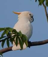 Image of Lesser Sulphur-crested Cockatoo