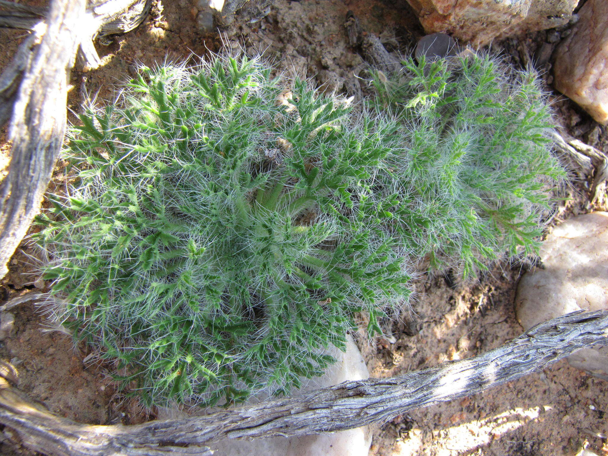 Image of Pelargonium caroli-henrici B. Nordenstam