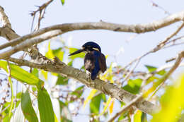 Image of Little Kingfisher