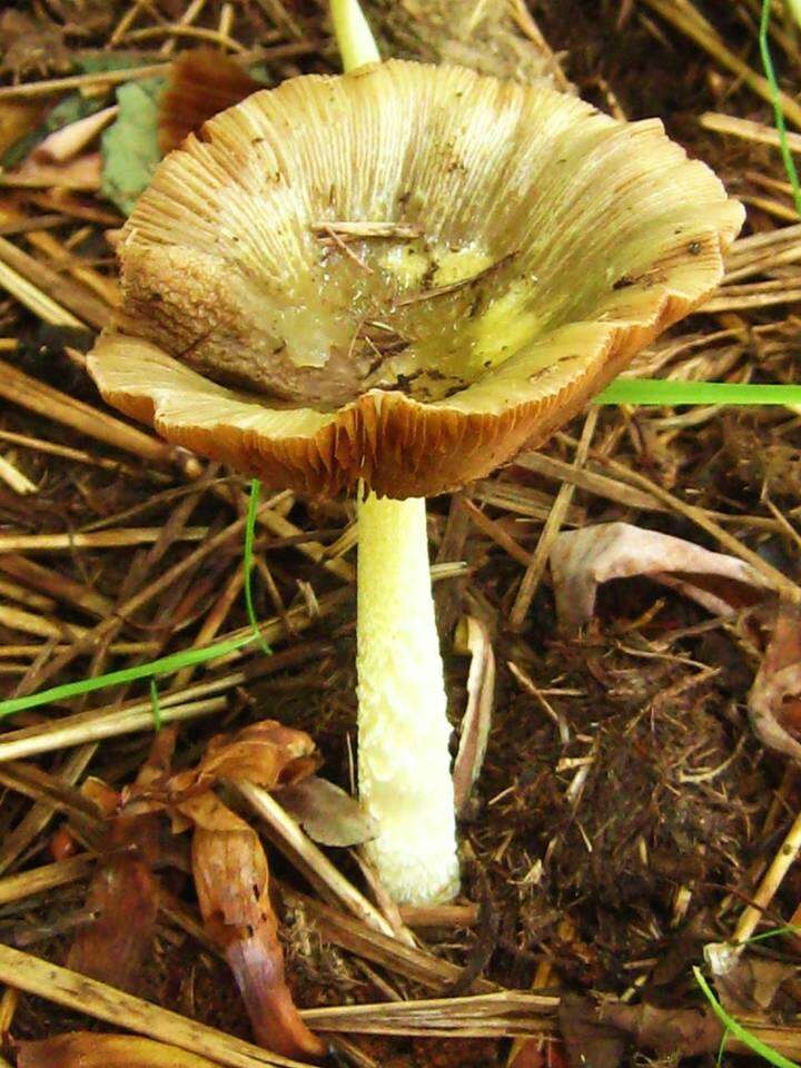 Image of Yellow Fieldcap