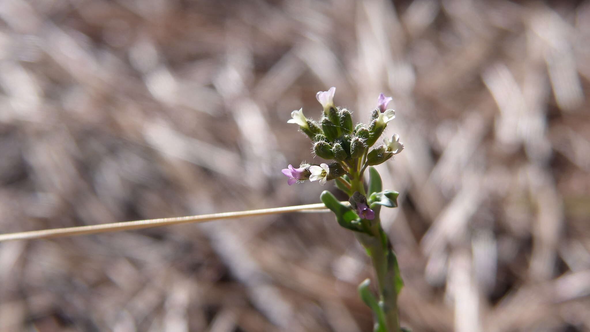 Image of Flagstaff rockcress