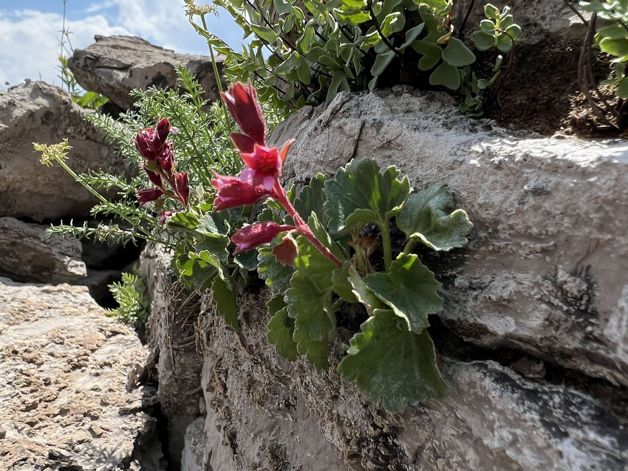 Слика од Boykinia heucheriformis (Rydb.) Rosend.