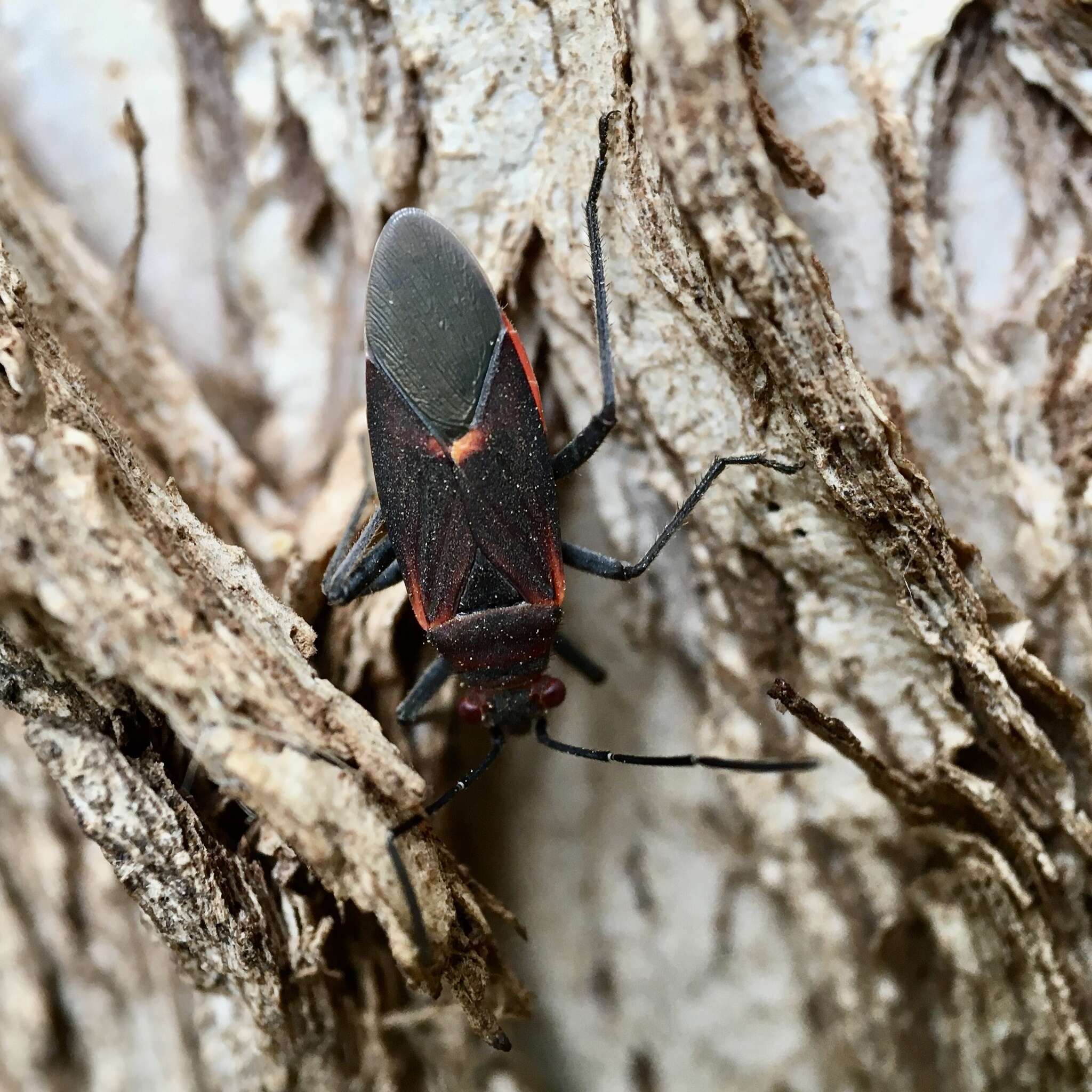 Leptocoris mitellatus Bergroth 1916 resmi