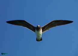 Image of Sooty Gull