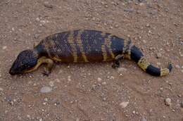 Image of Western blue-tongued lizard