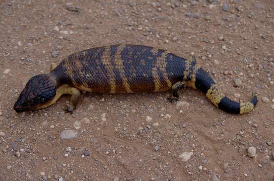 Image de Tiliqua occipitalis (Peters 1863)