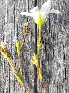 Image of Pseudocherleria laricina (L.) Dillenb. & Kadereit