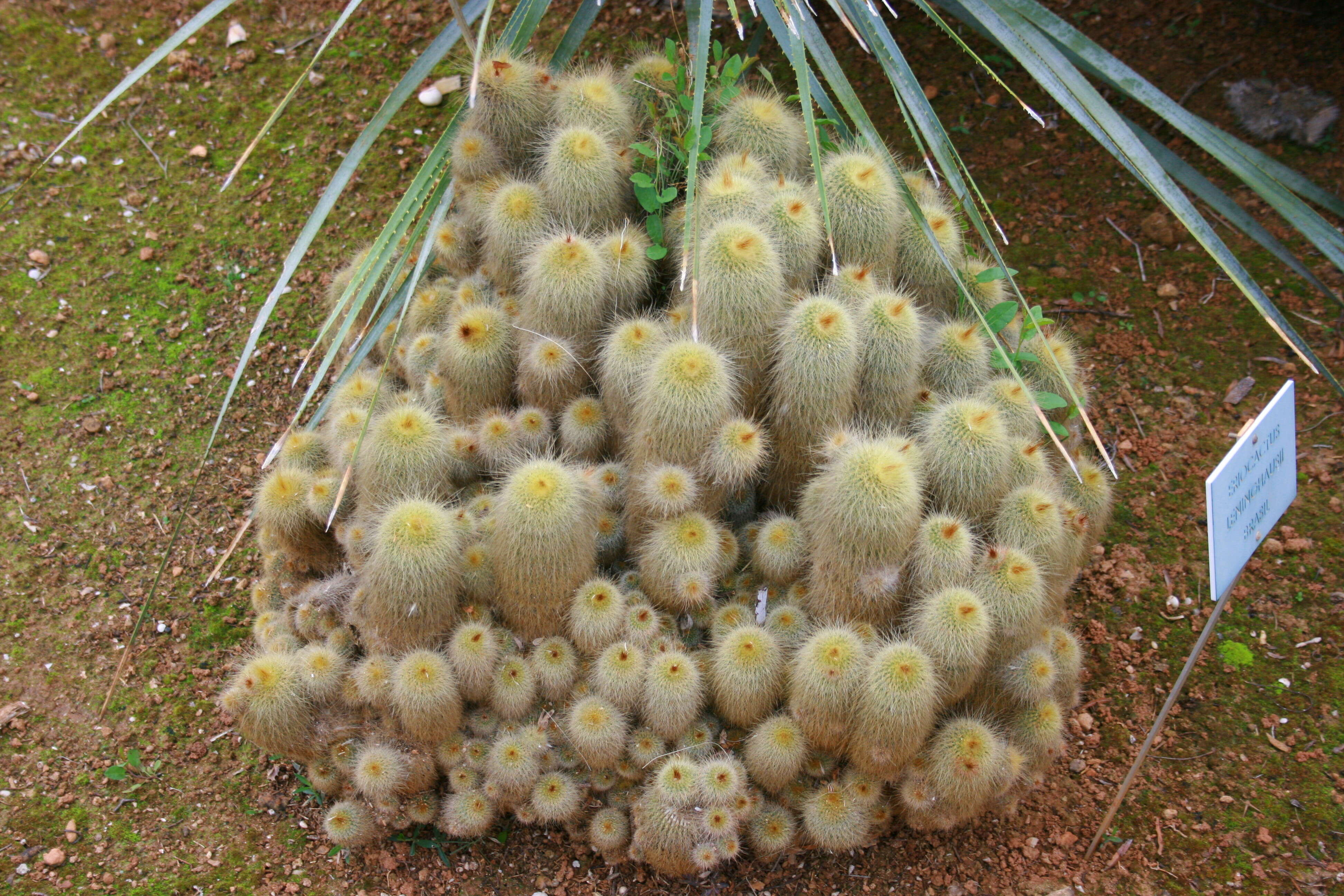 Image of Parodia lenninghausii (F. Haage) F. H. Brandt ex Eggli & Hofacker