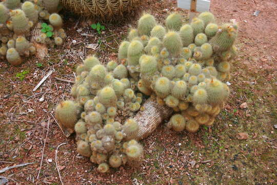 Image of Parodia lenninghausii (F. Haage) F. H. Brandt ex Eggli & Hofacker