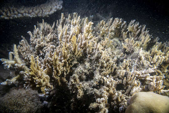 Image of pore coral