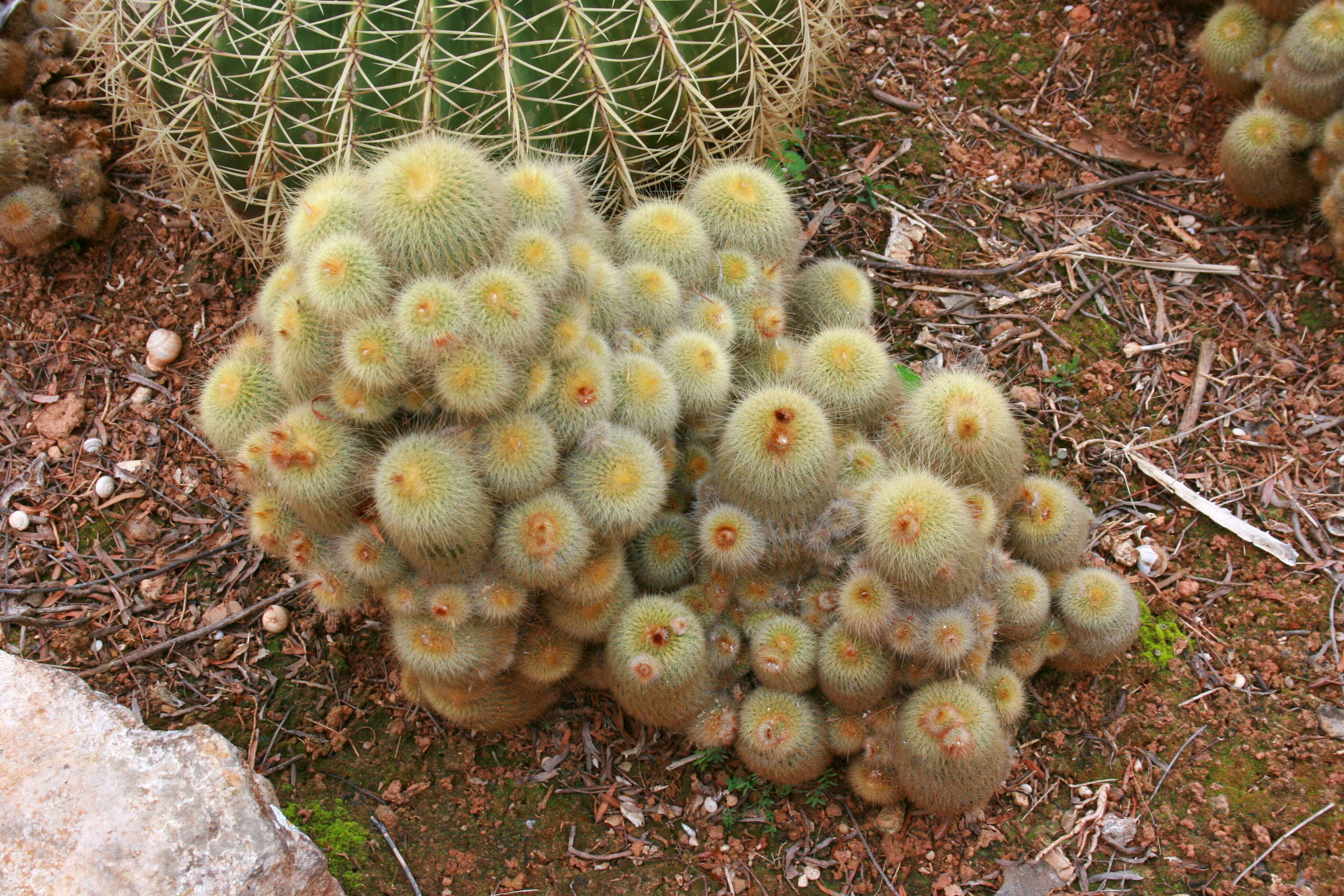 Image of Parodia lenninghausii (F. Haage) F. H. Brandt ex Eggli & Hofacker